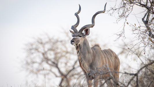 Bosklets Ep 7 - Kudu Jag in Die Bosveld