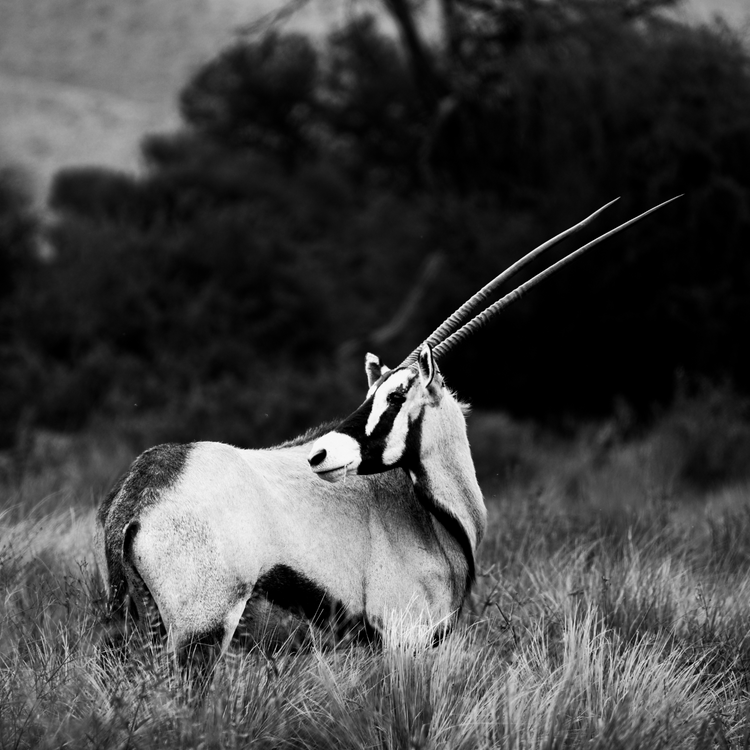 ORYX Series